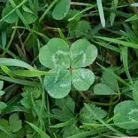 10001 clover
