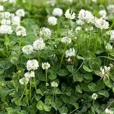 10002 clover