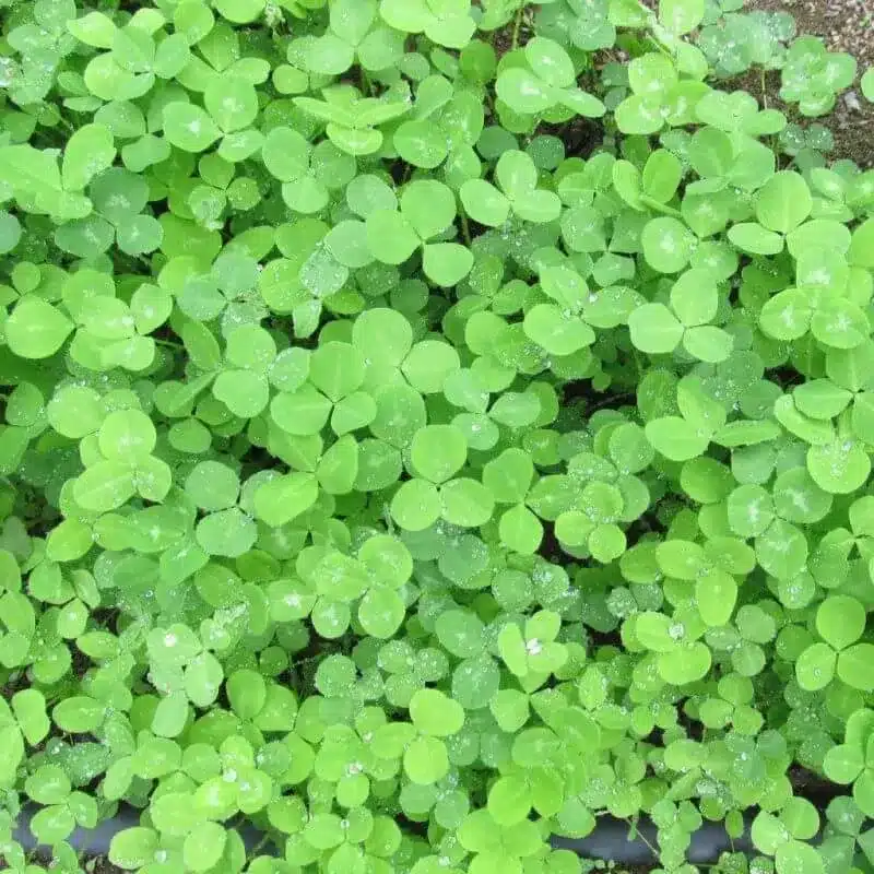 10004 e1742435313345 clover