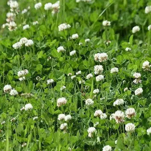 10005 clover