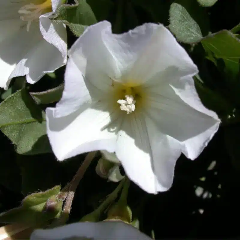 Field bindweed 13 e1742434514176 Field Bindweed