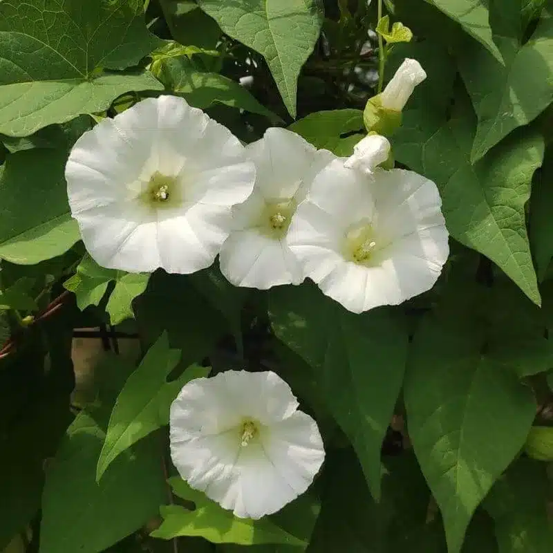 Field bindweed 16 e1742434445207 Field Bindweed