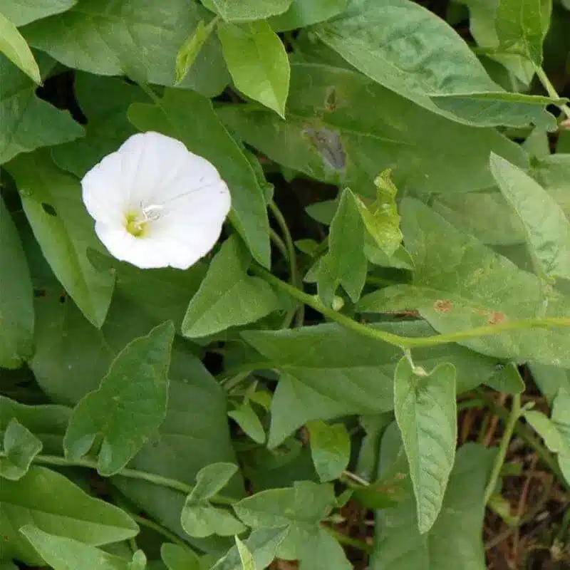Field bindweed 17 e1742434438492 Field Bindweed
