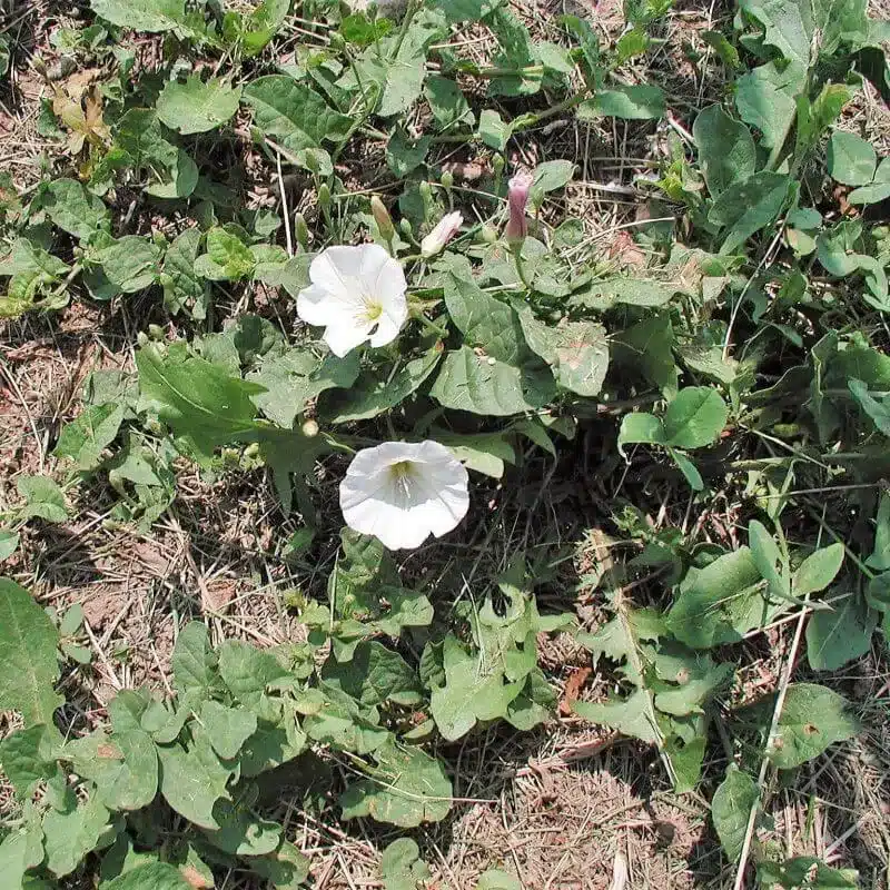 Field bindweed 18 e1742434431101 Field Bindweed