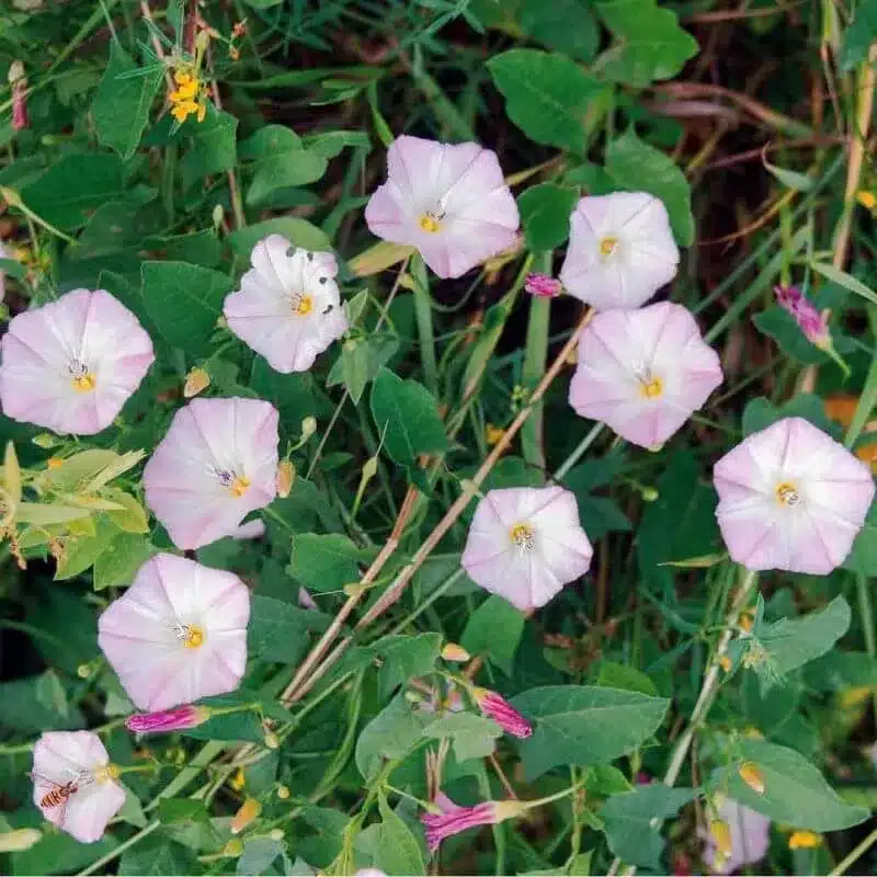 Field bindweed 2 e1742434579822 Field Bindweed