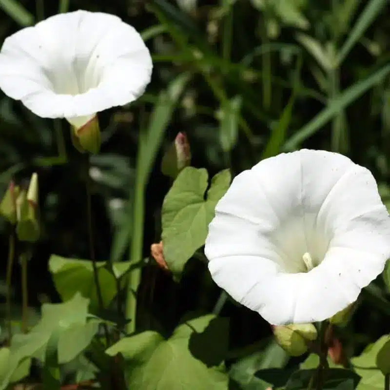Field bindweed 3 e1742434566312 Field Bindweed
