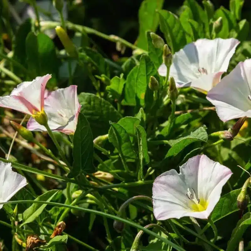 Field bindweed 6 e1742434545760 Field Bindweed