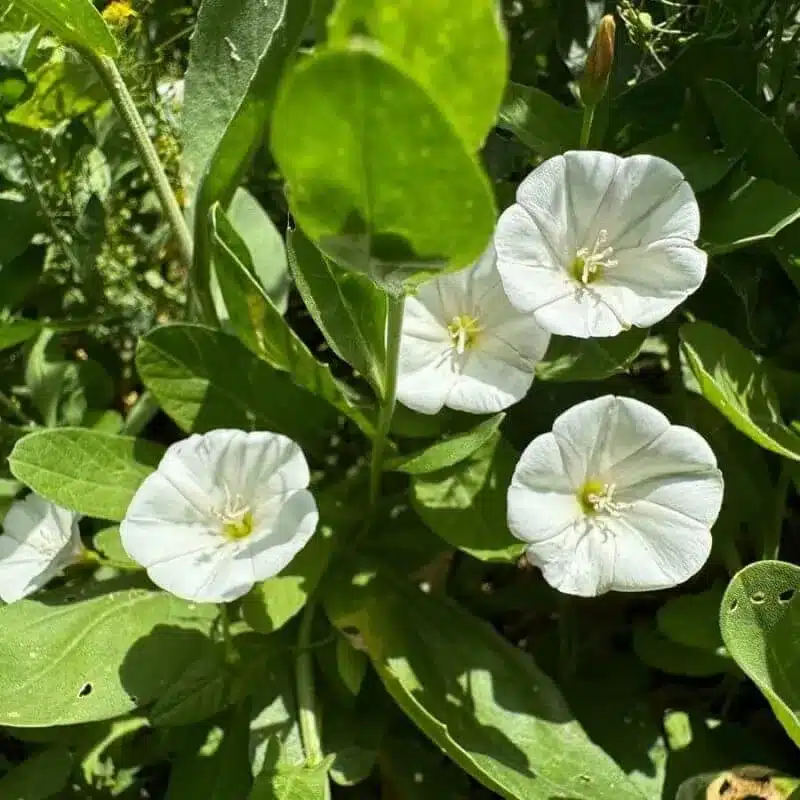 Field bindweed 8 e1742434531113 Field Bindweed
