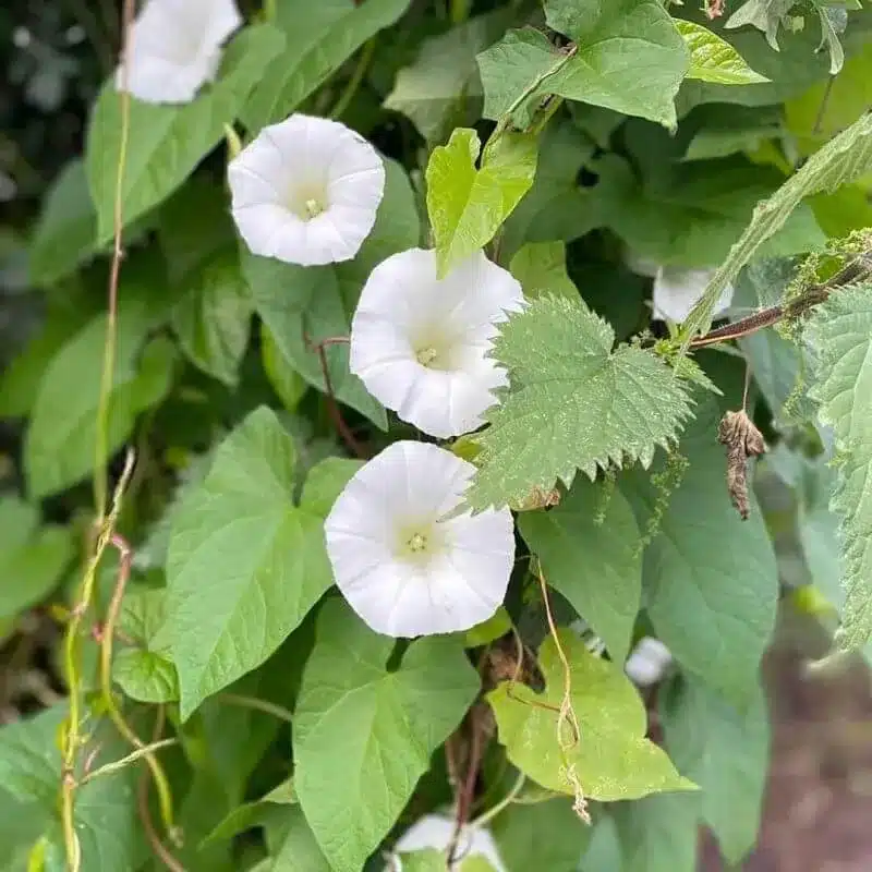 Field bindweed e1742434417824 Field Bindweed