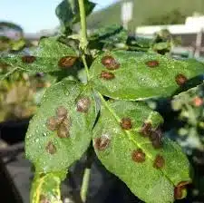 Black Spot 2 Black Spot 2