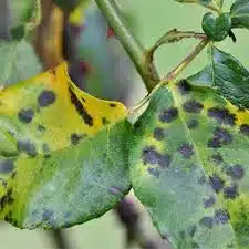 Black Spot 3 Black Spot 3
