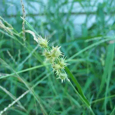 Burr_Weeds2 Burr Weeds2