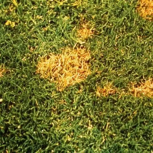 Dollar Spot 2 Dollar Spot 2