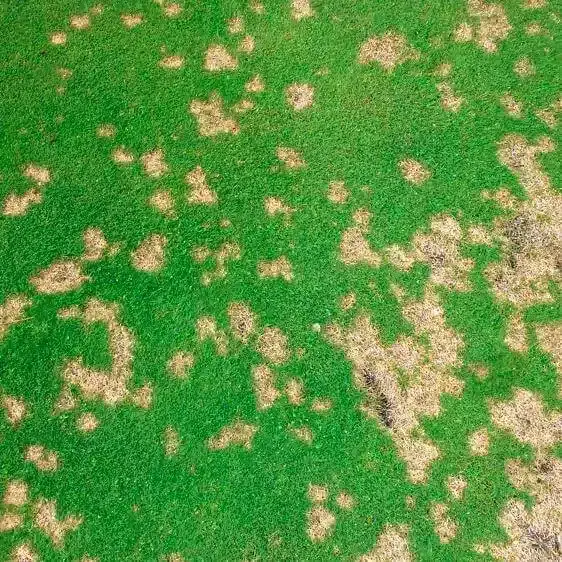 Dollar Spot Dollar Spot