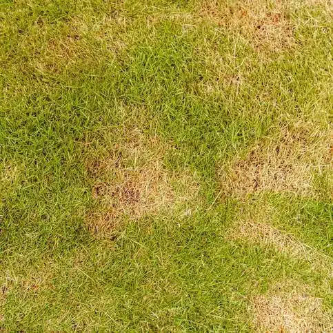 Lawn Rust 3 Lawn Rust 3