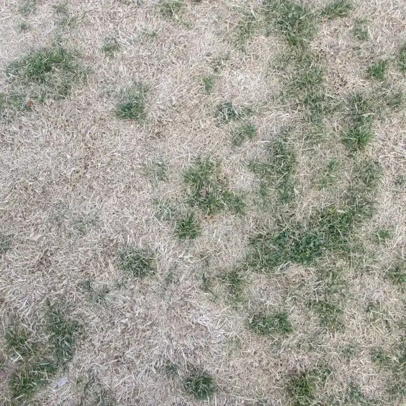 Lawn Rust e1742433808776 Lawn Rust e1742433808776