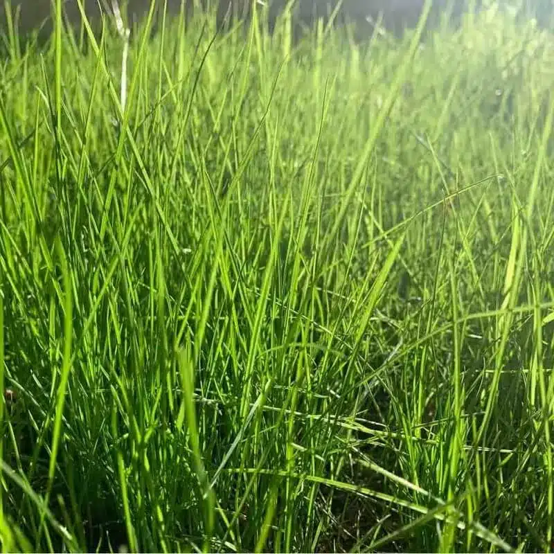 Tall Fescue Grass Festuca arundinacea3 e1742433612624 Tall Fescue Grass Festuca arundinacea3 e1742433612624