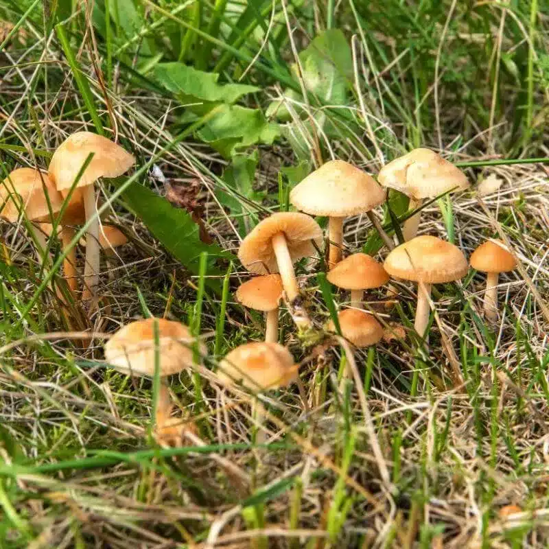 fairy ring fungi 2 fairy ring fungi 2