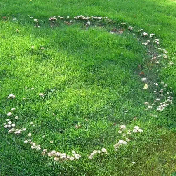 fairy ring fungi fairy ring fungi
