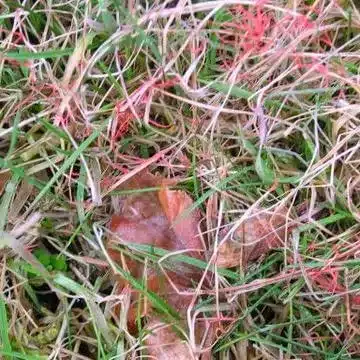 red thread grass 2 red thread grass 2