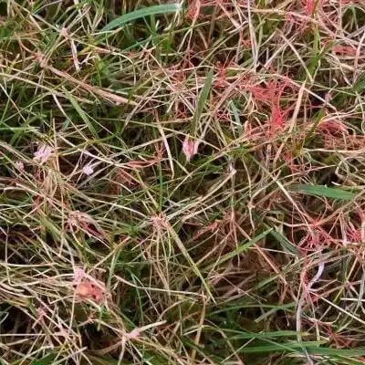 red thread grass 3 red thread grass 3