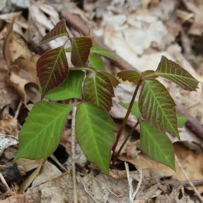 Poison Ivy 2 Poison Ivy 2