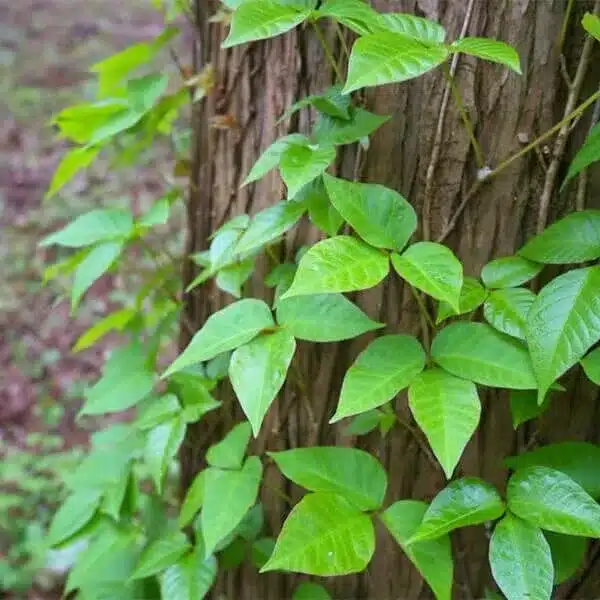Poison Ivy 3 Poison Ivy 3