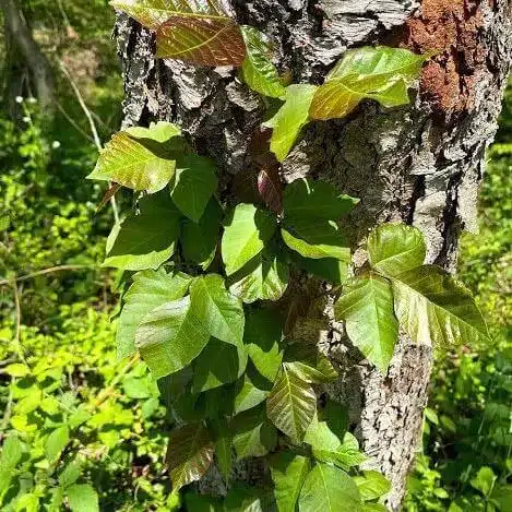 Poison Ivy 4 Poison Ivy 4