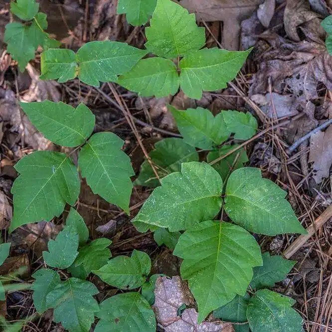 Poison Ivy 5 Poison Ivy 5