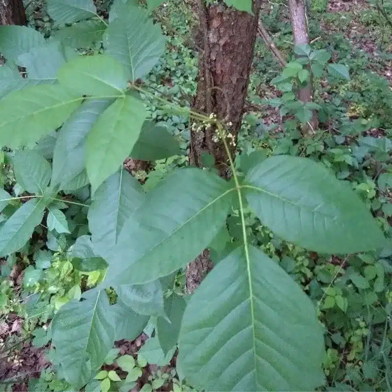Poison Ivy scaled e1742376281305 Poison Ivy scaled e1742376281305