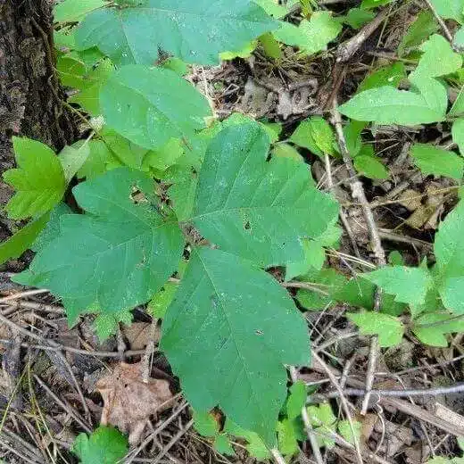 Poison Ivy Poison Ivy