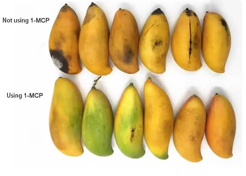 1 MCP 2 1-Methylcyclopropene (1-MCP) | Plant Growth Regulator - Image 4