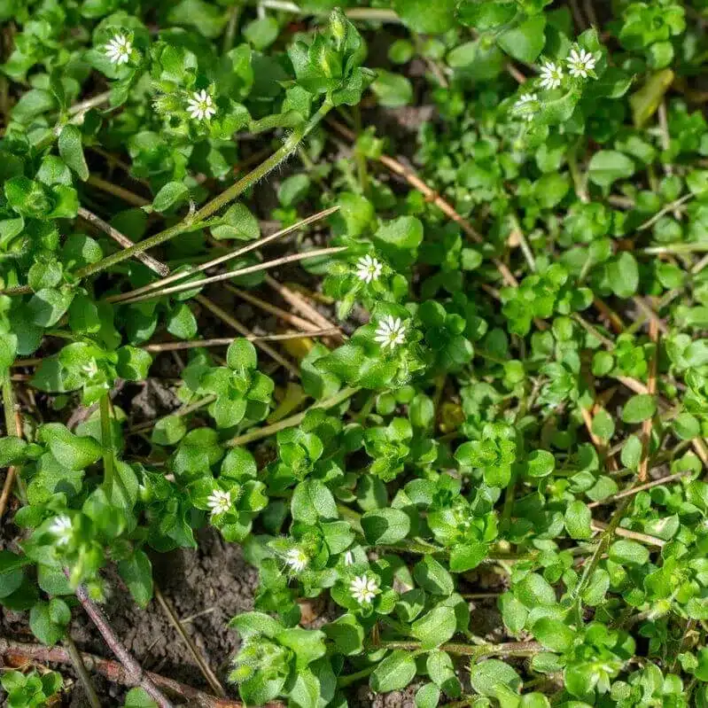 Common-Purslane-(Portulaca-oleracea) Common Purslane Portulaca oleracea e1760153625119