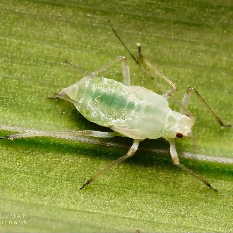 Aphids (Macrosiphum euphorbiae) Aphids Macrosiphum euphorbiae