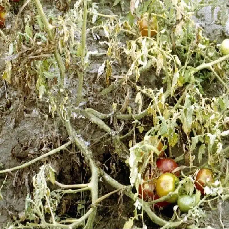 Bacterial Wilt Bacterial Wilt