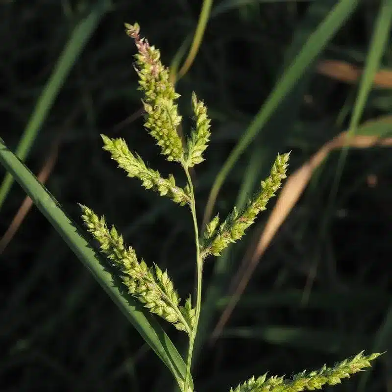 Barnyard Grass Barnyard Grass