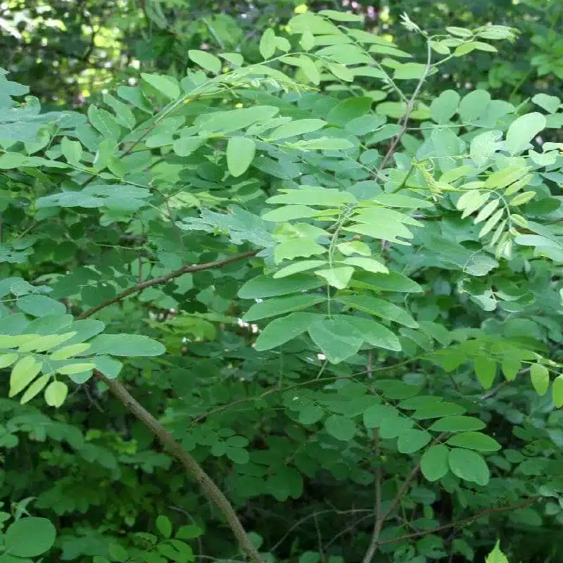 Black Locust Black Locust