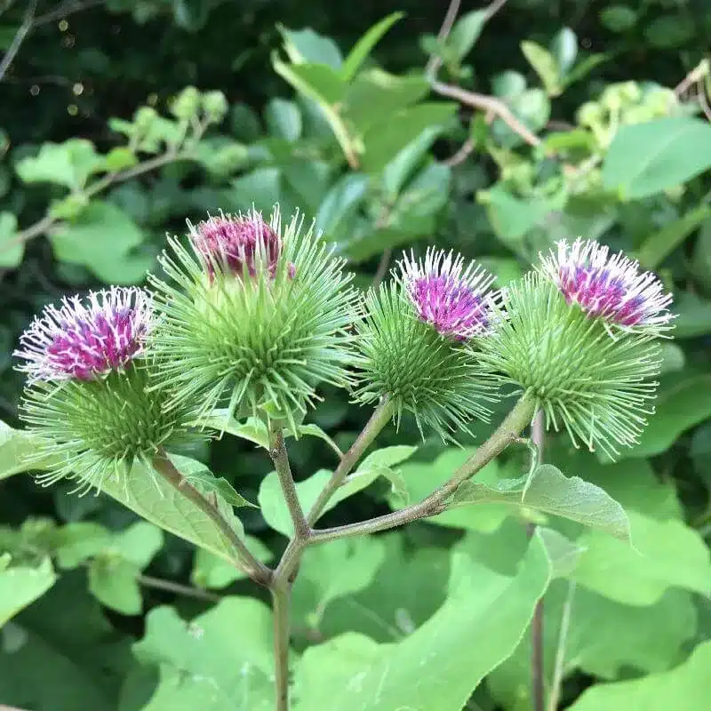 Burdock Burdock