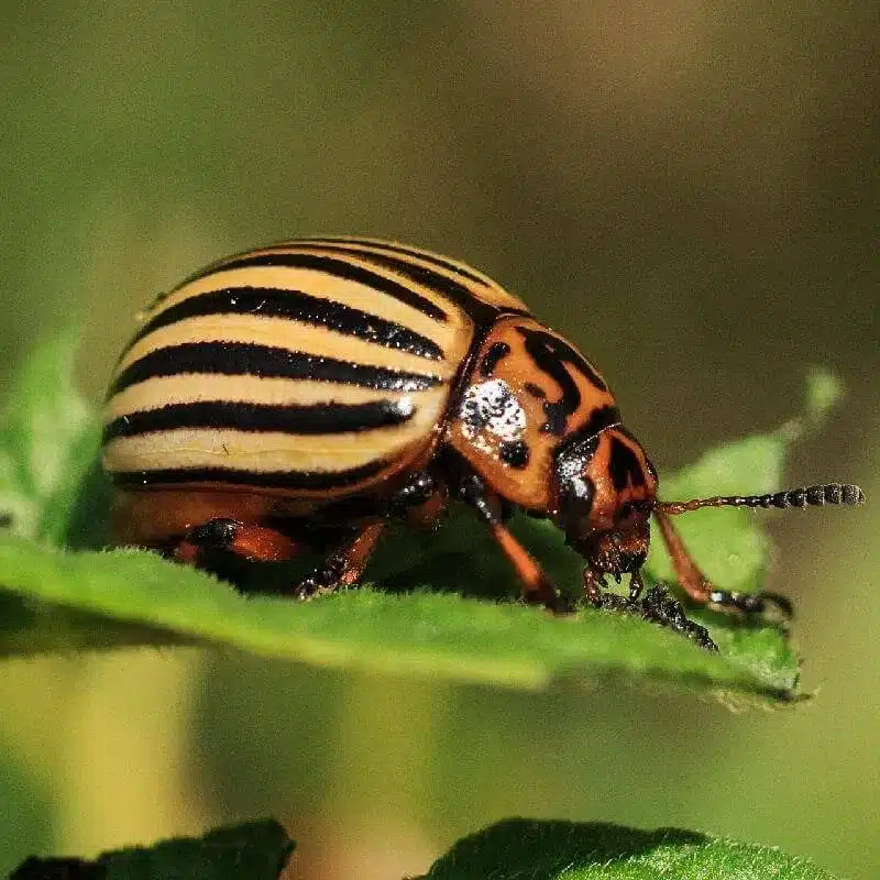 Colorado Potato Beetle (Leptinotarsa decemlineata) Colorado Potato Beetle Leptinotarsa decemlineata