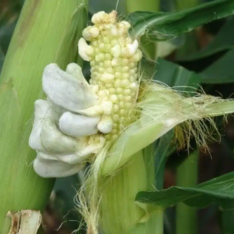Corn Gray Mold Corn Gray Mold