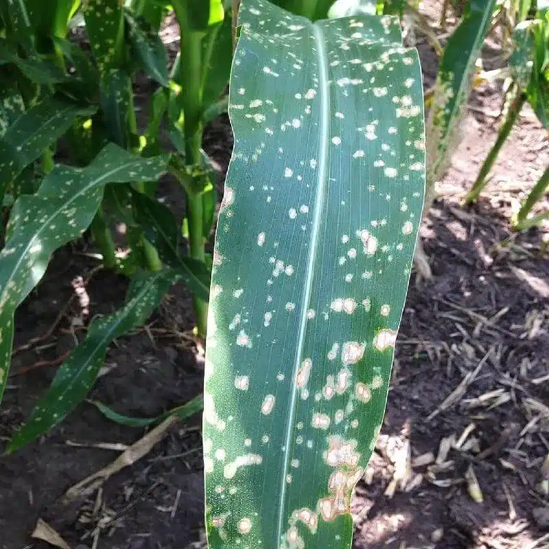 Corn Leaf Spot Corn Leaf Spot