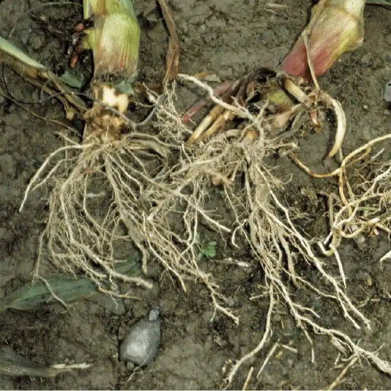 Corn-Root-Rot Corn Root Rot