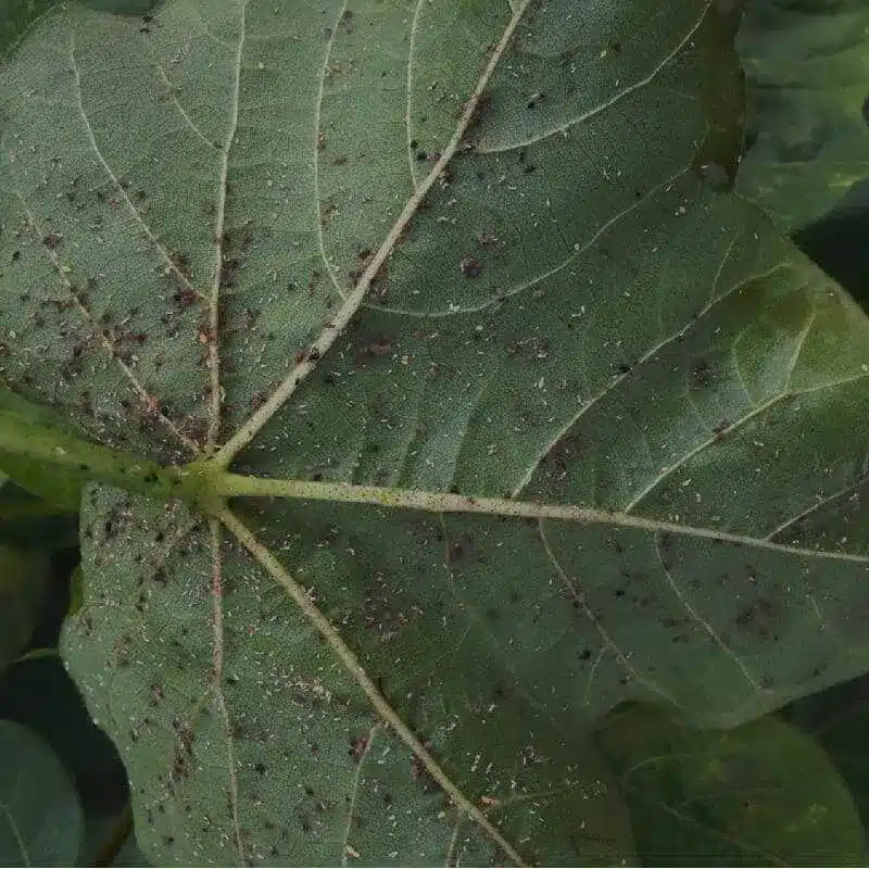 Cotton Aphid Cotton Aphid