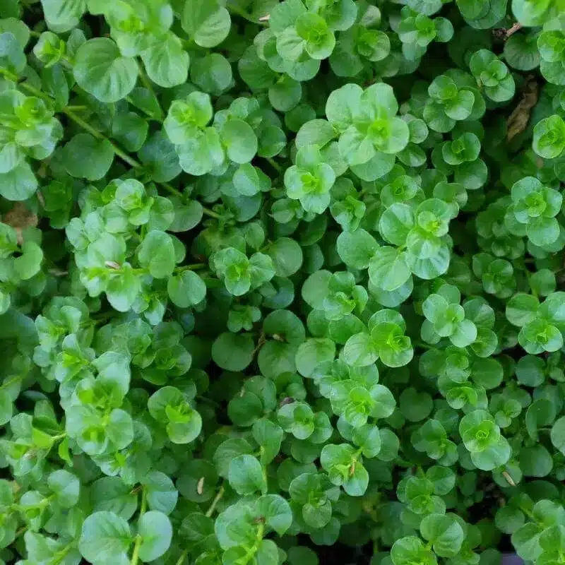 Creeping Jenny Creeping Jenny
