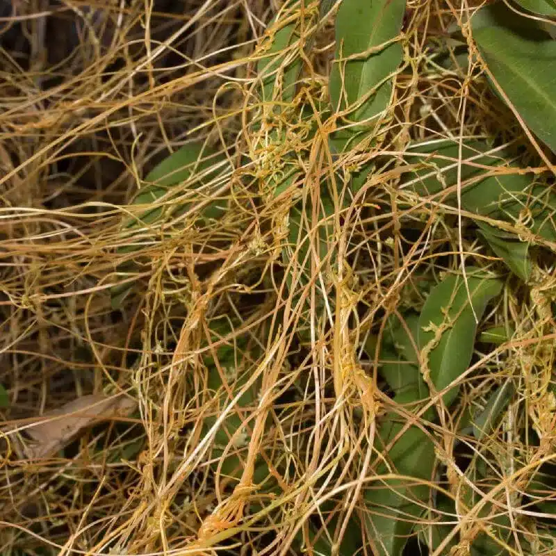 Cuscuta (Dodder) Cuscuta Dodder
