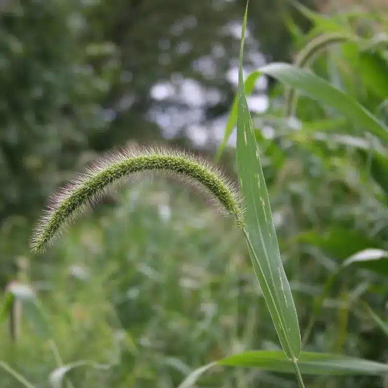 Foxtail Grass Foxtail Grass