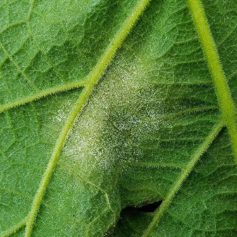 Grape Downy Mildew Grape Downy Mildew