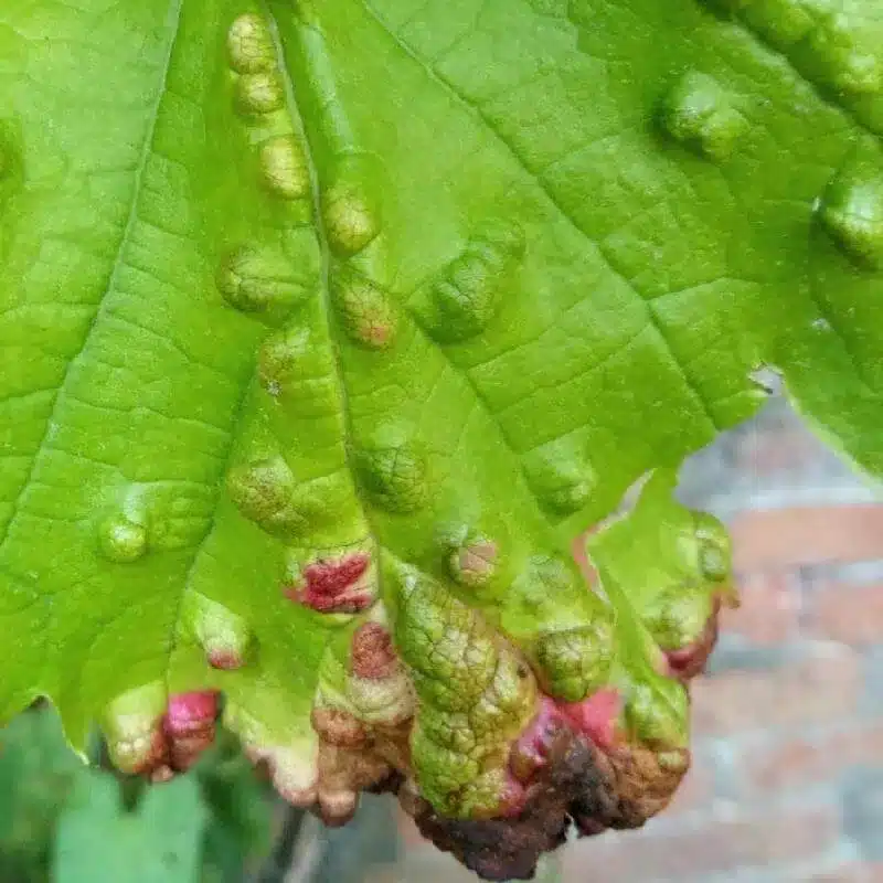 Grape Leaf Spot Grape Leaf Spot