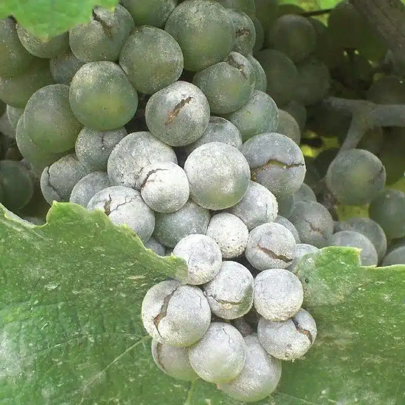 Grape Powdery Mildew Grape Powdery Mildew