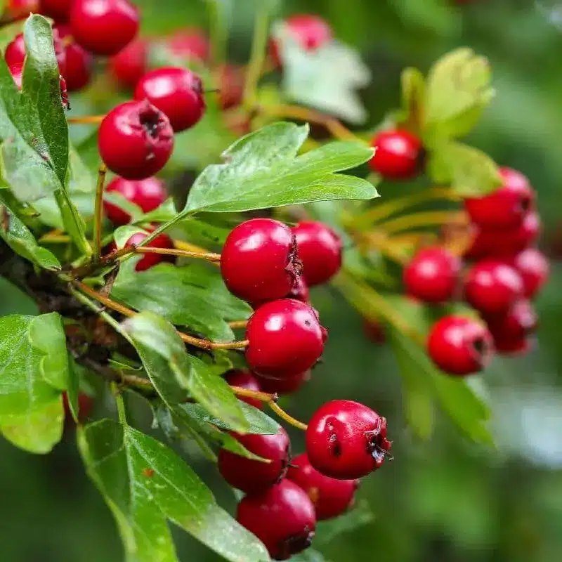 Hawthorn Hawthorn